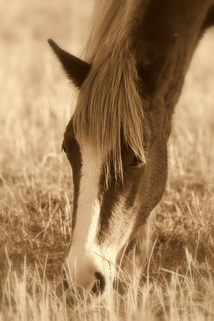Wild Horse of Corolla, North Carolina