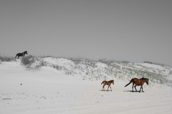 Wild Horses on the Beach Corolla, North Carolina