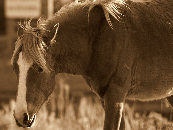 Wild Horse of Corolla, North Carolina