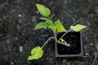 Rooted & Rising Community Garden