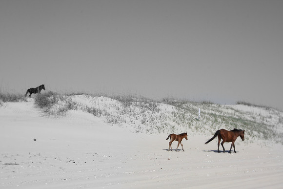 Wild Horses on the Beach Corolla, North Carolina
